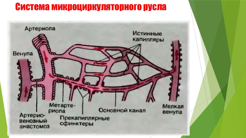 Микроциркуляторное русло. Блокада микроциркуляторного русла.