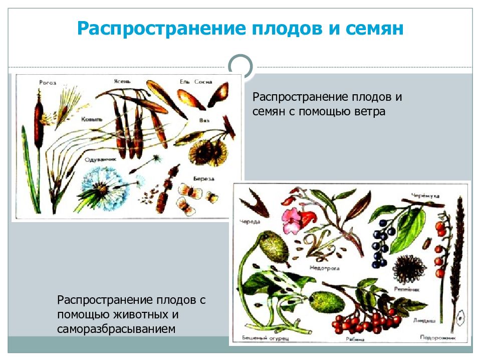 Как распространяются семена и плоды ответ в виде схемы