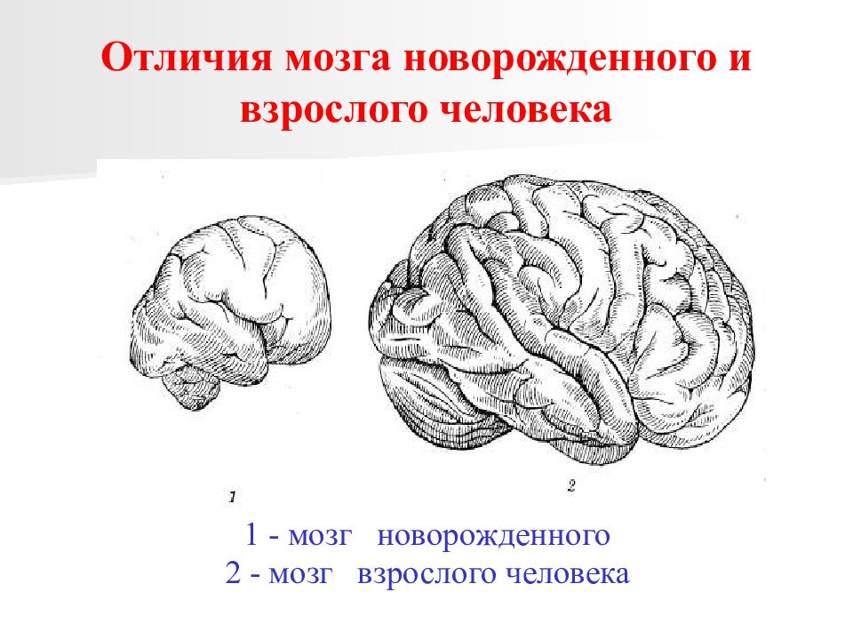 Мозг новорожденного масса. Строение мозга новорожденного. Строение головного мозга для детей. Головной мозг новорожденного ребенка.