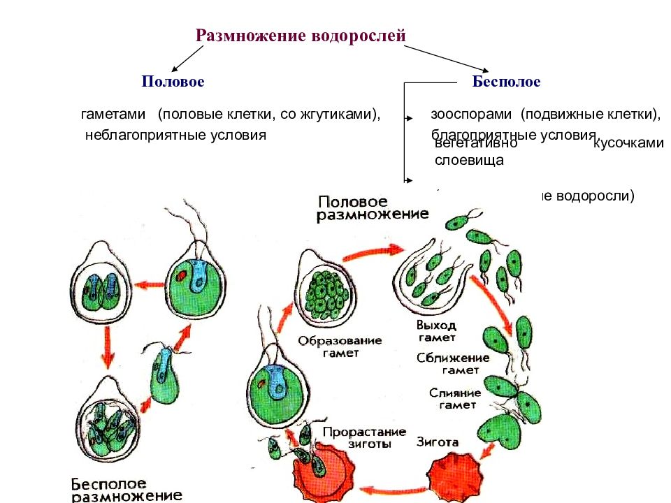 Размножение какой процесс. Размножение одноклеточных водорослей схема. Бесполое размножение водорослей схема. Размножение и циклы развития водорослей. Схема бесполого размножения растений.