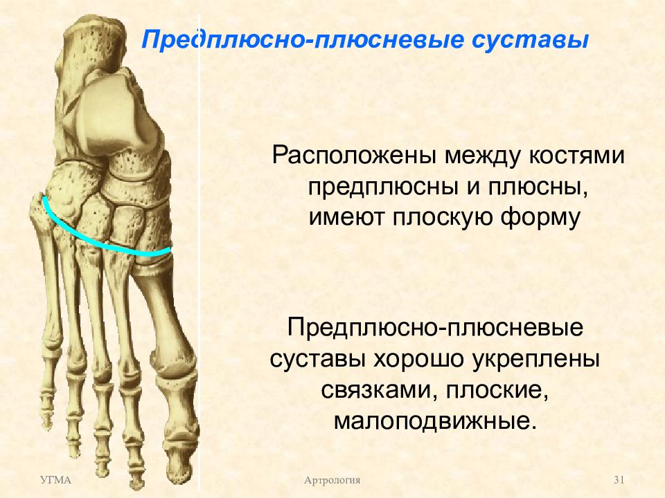 Плюсна. Предплюсне-плюсневые суставы форма. Предплюсне-плюсневый сустав 3. Предплюсно-плюсневые суставы (сустав Лисфранка). Тыльные предплюсне-плюсневые связки.