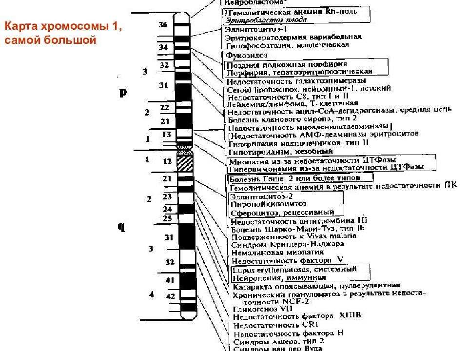 Генетические карты хромосом. Генетическая карта х хромосомы. Генетическая карта x -хромосомы человека. Генетическая карта 1 хромосомы человека. Карта хромосом человека генетика.
