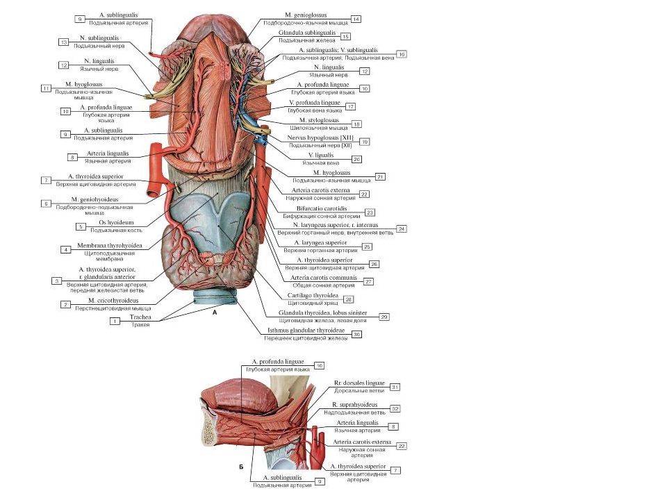Верхняя стенка полости рта кровоснабжение венозный и лимфатический отток иннервация