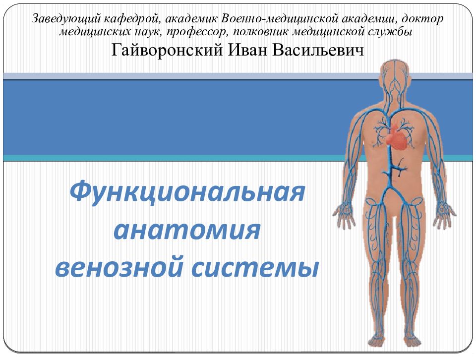 Функциональная анатомия венозной системы