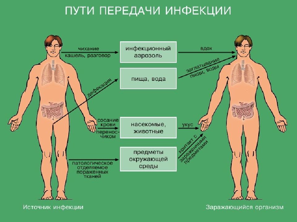 Пути передачи картинки