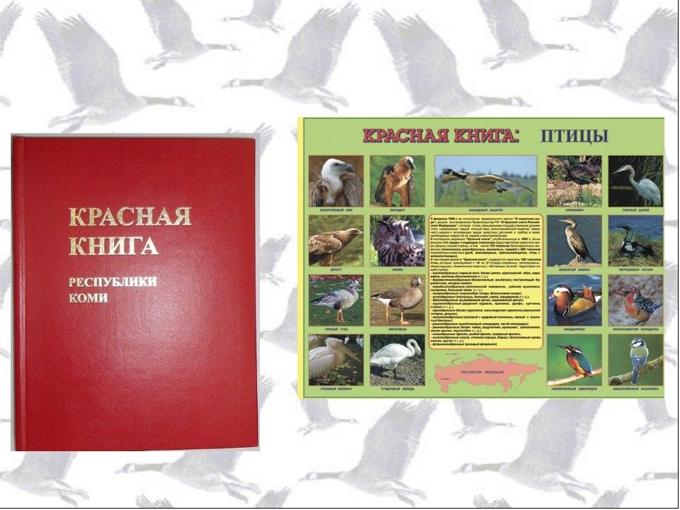 Красная книга республики коми презентация