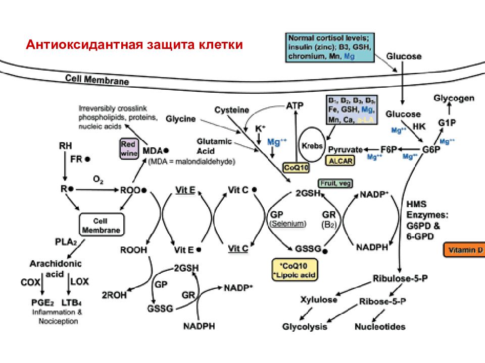 Защита клетки. Антиоксидантная защита клетки. Факторы антиоксидантной защиты клеток. Компоненты антиоксидантной защиты клеток система ловушек. Компоненты антиоксидантной защиты клеток тест.