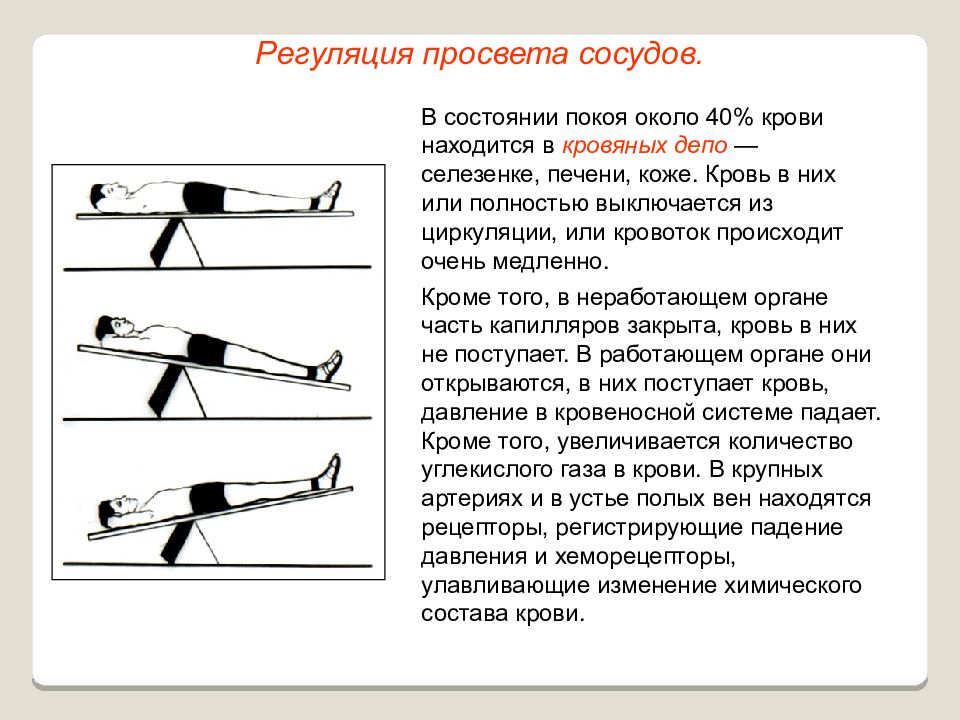 Регуляция сосудов. Регуляция Просветов кровеносных сосудов. Регуляция просвета сосудов физиология. Механизм регуляции просвета капилляра. Механизмы регуляции просвета сосудов в работающих органах.