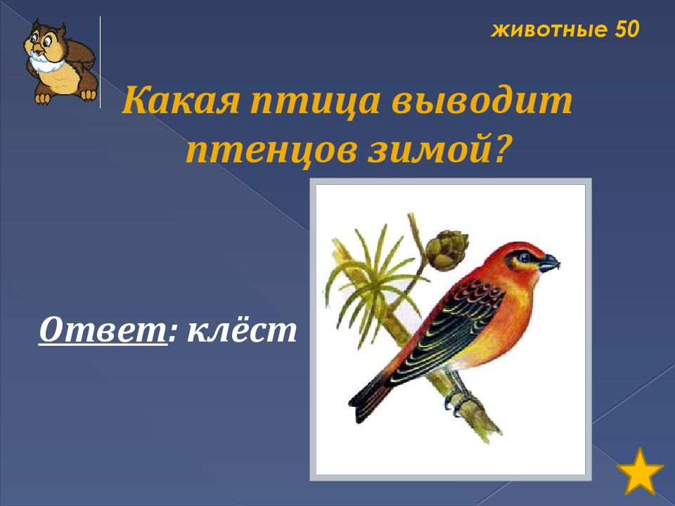 Какая выводит птенцов зимой. Какие птицы выводят птенцов зимой. какая птица выводит птенцов. какие птицы не выводят птенцов весной и летом. какая птица выводит птенцов в любые морозы.