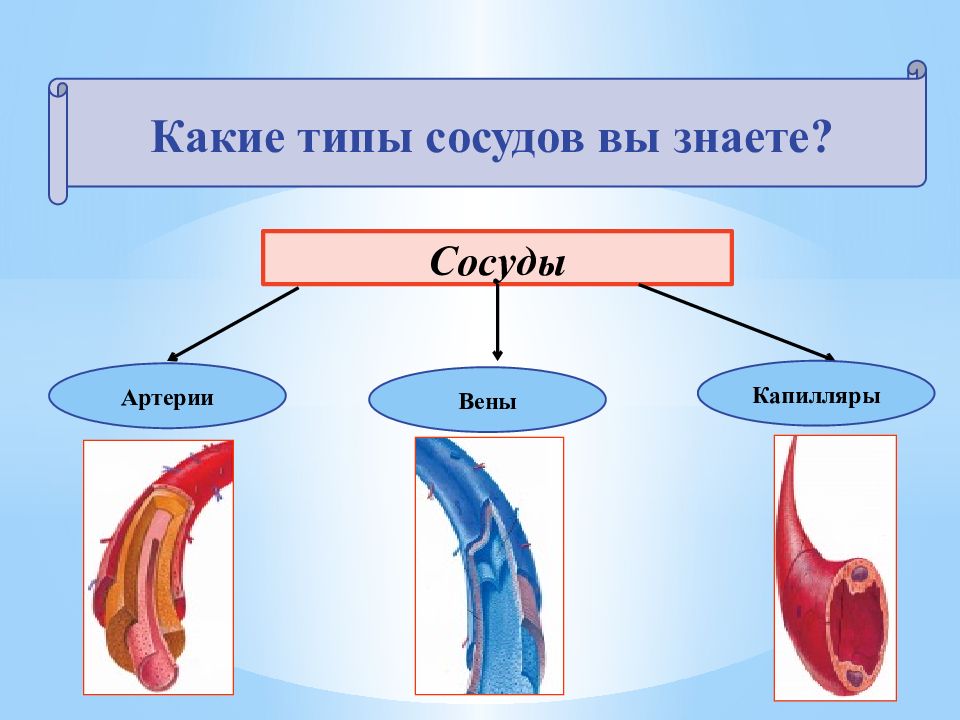 Какую форму имеют сосуды. Типы сосудов. Типы артерий. Три вида сосудов.