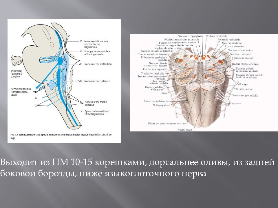 Место выхода нерва из мозга. Языкоглоточный нерв место выхода из мозга. 9 Пара языкоглоточный нерв. Языкоглоточный нерв мрт анатомия. Языкоглоточный нерв анатомия место выхода из черепа.