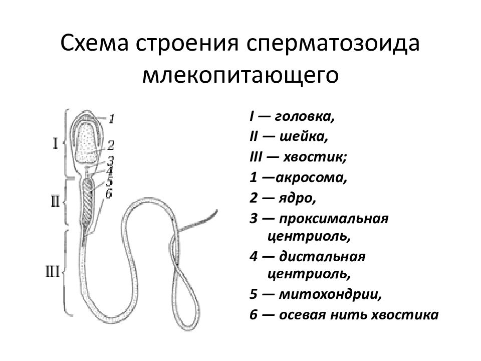 Строение сперматозоида