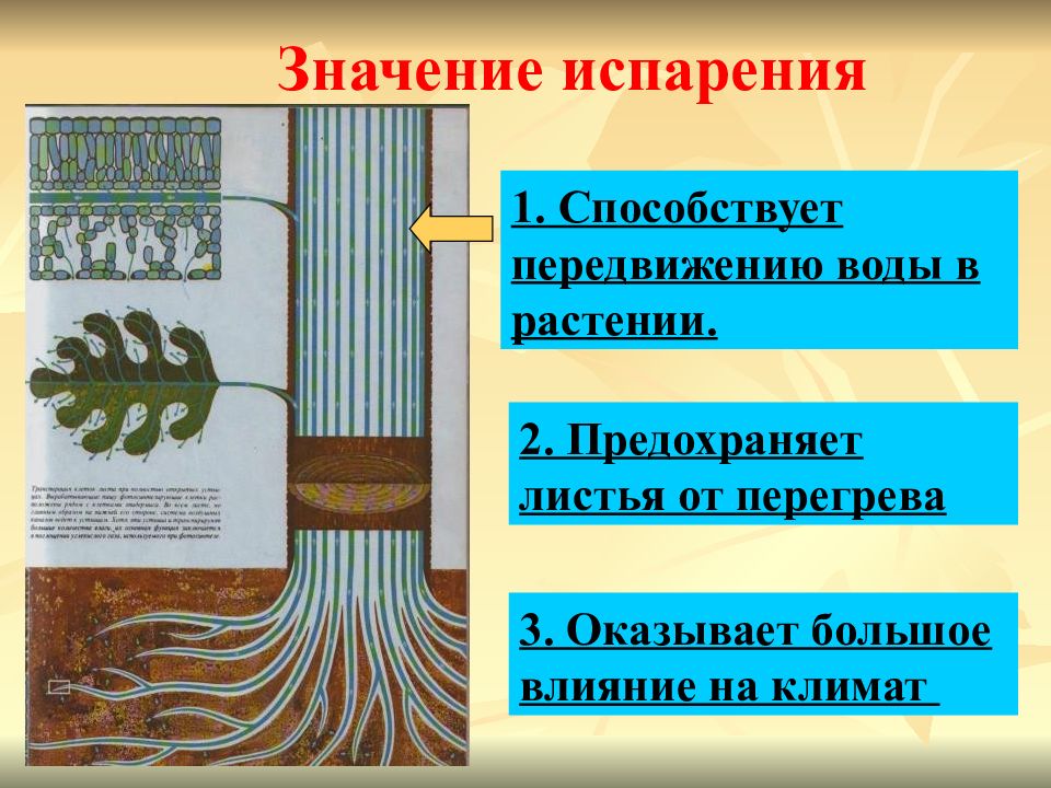 Испарение воды растениями листопад презентация