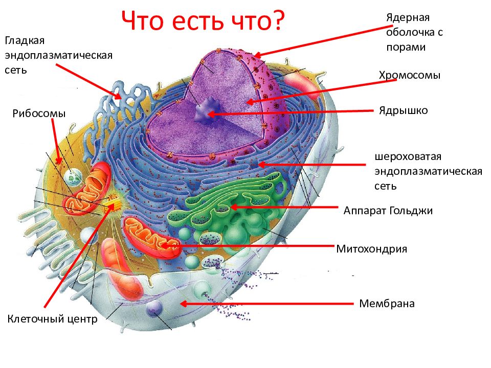 Митохондрии комплекс гольджи. Клеточный центр — ￼; аппарат Гольджи — ￼; рибосома —. Гладкая эндоплазматическая сеть рибосома аппарат Гольджи. Эндоплазматическая сеть — ; аппарат Гольджи — ; митохондрии —. Гладкие мембраны у аппарата Гольджи.