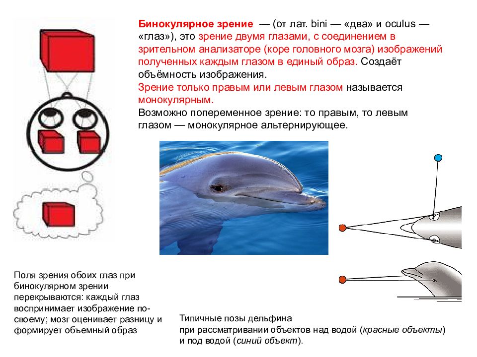 Бинокулярное зрение это способность одновременно видеть. Бинокулярное зрение и монокулярное зрение. Монокулярный характер зрения. Бинокулярное видение. Зрение двумя глазами.