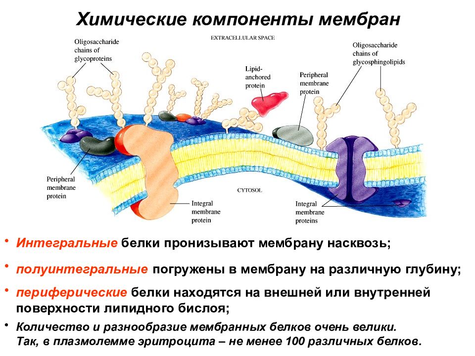 Две мембраны пронизанные порами. Интегральные полуинтегральные и периферические белки. Интегральные и периферические белки мембран. Интегральные белки мембраны. Химические компоненты мембраны.