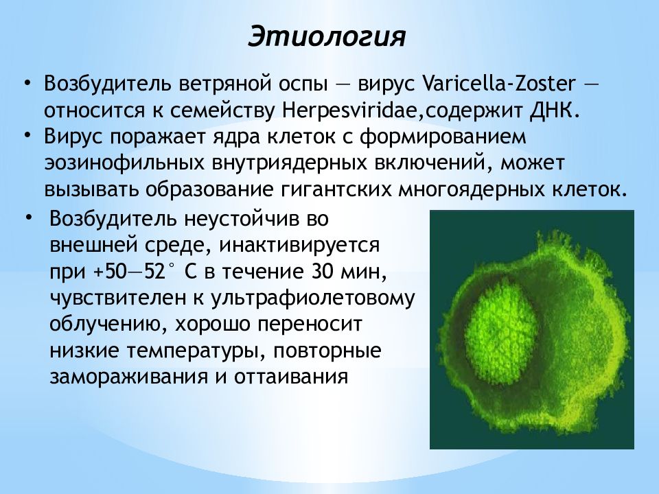 Varicella zoster. Натуральная оспа возбудитель вирус. Ветряная оспа возбудитель. Возбудитель натуральной оспы строение.