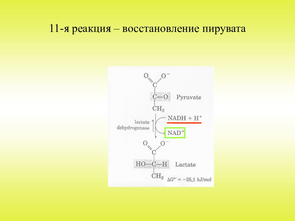 Реакция восстановления это. Пируват в лактат реакция. Реакция восстановления пировиноградной кислоты. Реакция восстановления пирувата в лактат. Восстановление пирувата в лактат.