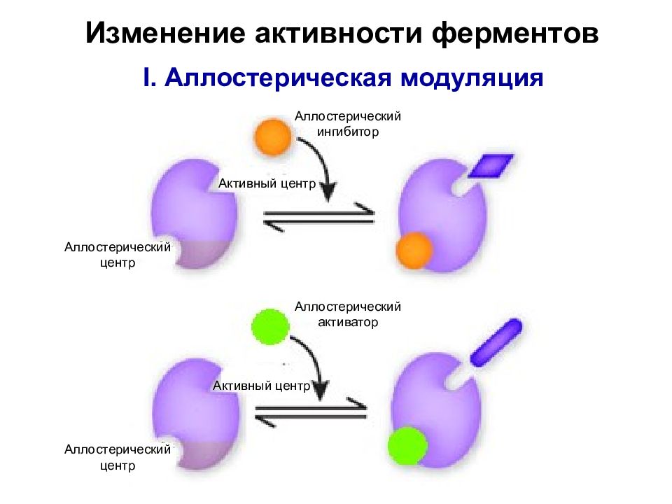 Регуляция активности ферментов ковалентная модификация. Аллостерическая регуляция ферментов. Аллостерические ингибиторы. Аллостерическая модуляция ферментов это. Аллостерическая регуляция активности ферментов.