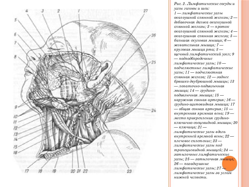 Рот узел. Лимфатические узлы околоушной слюнной железы. Лимфоузлы околоушной слюнной железы. Слюнные железы и лимфоузлы расположение. Лимфатические узлы челюстно-лицевой области.