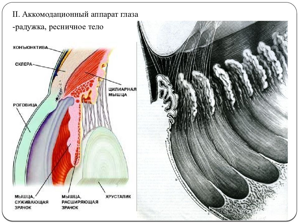 Ресничное тело. Аккомодационный аппарат глаза анатомия. Ресничное тело и радужка анатомия. Аккомодационный аппарат глазного яблока. Ресничное цилиарное тело глаза.