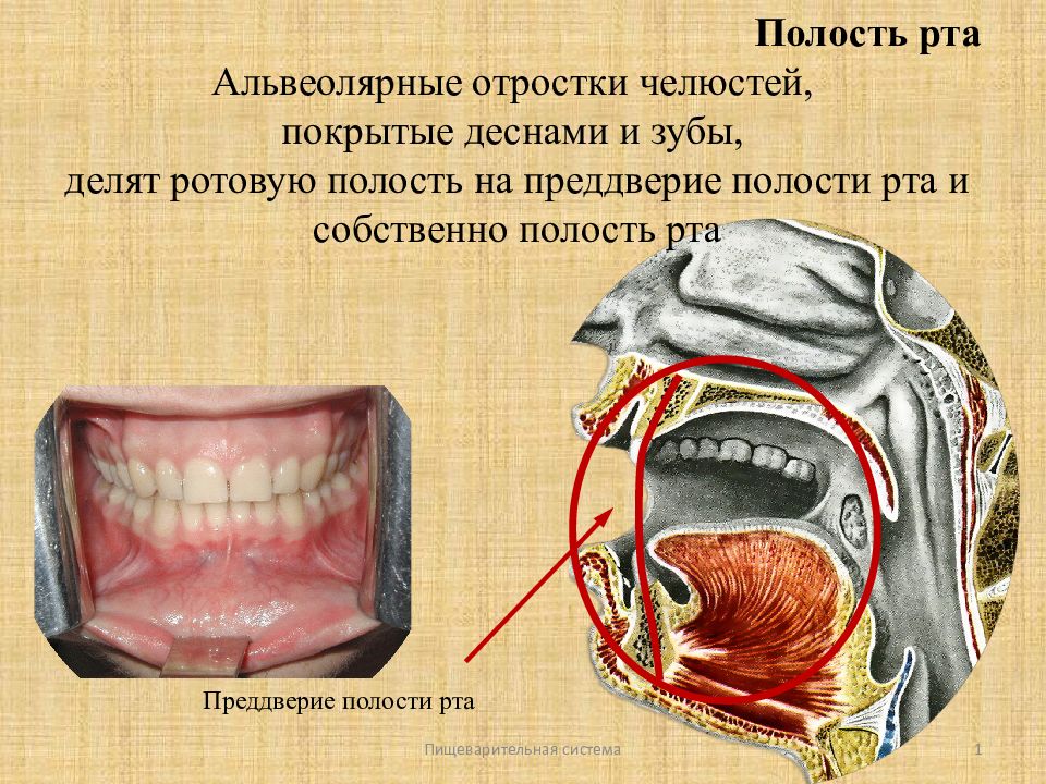 Альвеолы картинка во рту