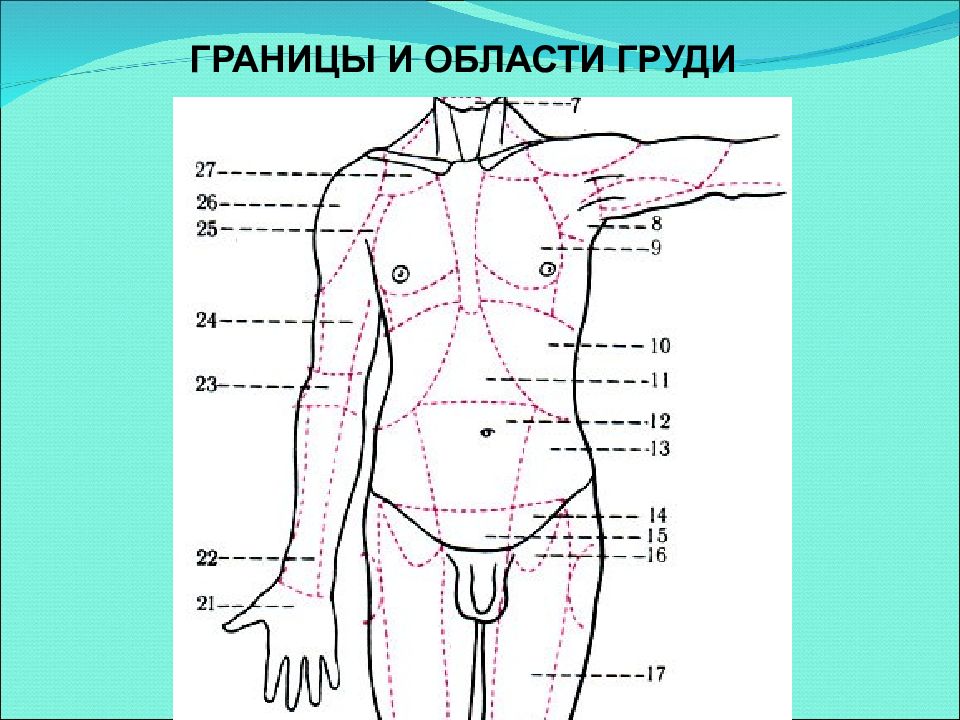 Линии туловища. Границы области груди. Анатомические области туловища. Границы туловища человека. Области тела анатомия.