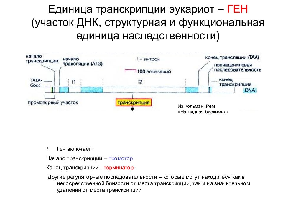 Регуляторные участки днк. Структурно-функциональная единица транскрипции и трансляции. Единица транскрипции у эукариот. Транскрипция генов эукариот. Транскрипция у эукариот.