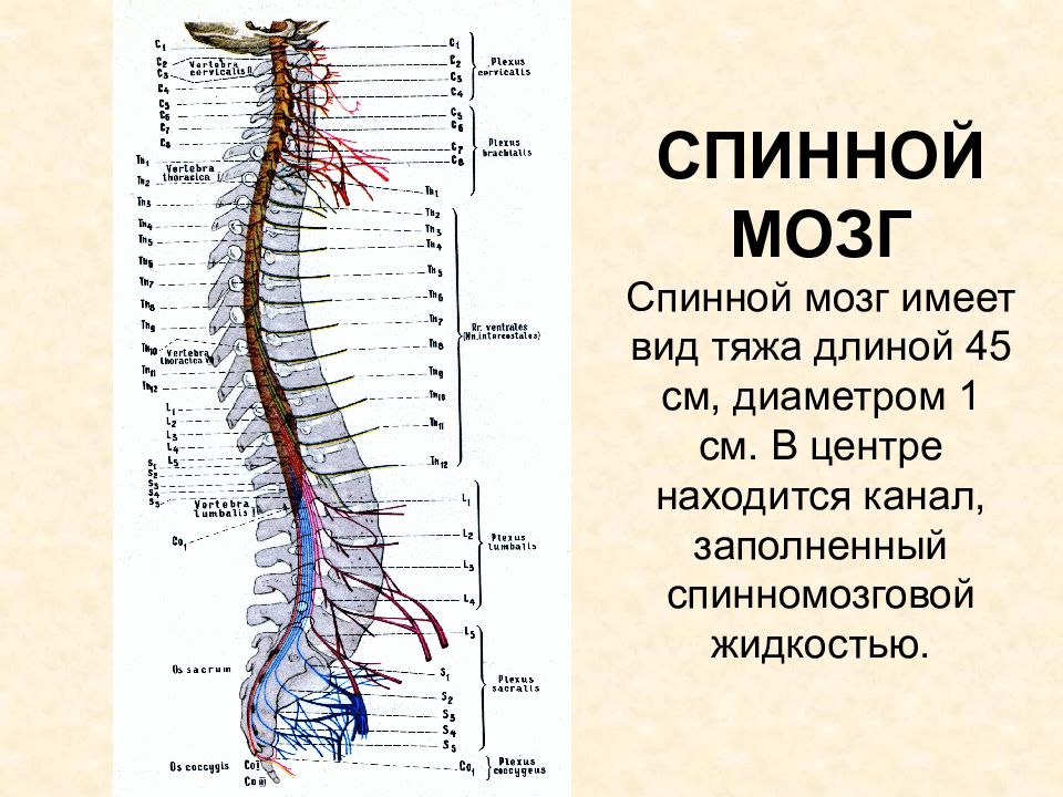 Шейный отдел мозг. Спинной мозг расположен в позвоночном канале. Схема расположения спинного мозга. С7-с8 спинной мозг. Строение спинного мозга физиология.