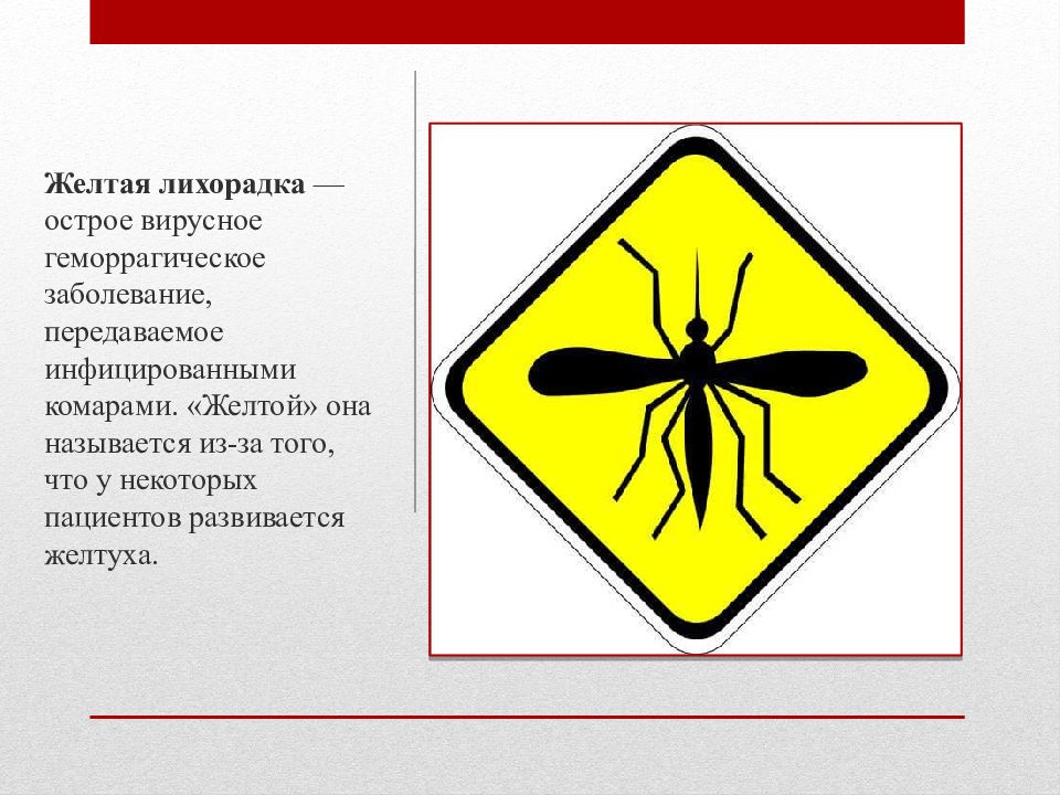 Презентация на тему желтая лихорадка