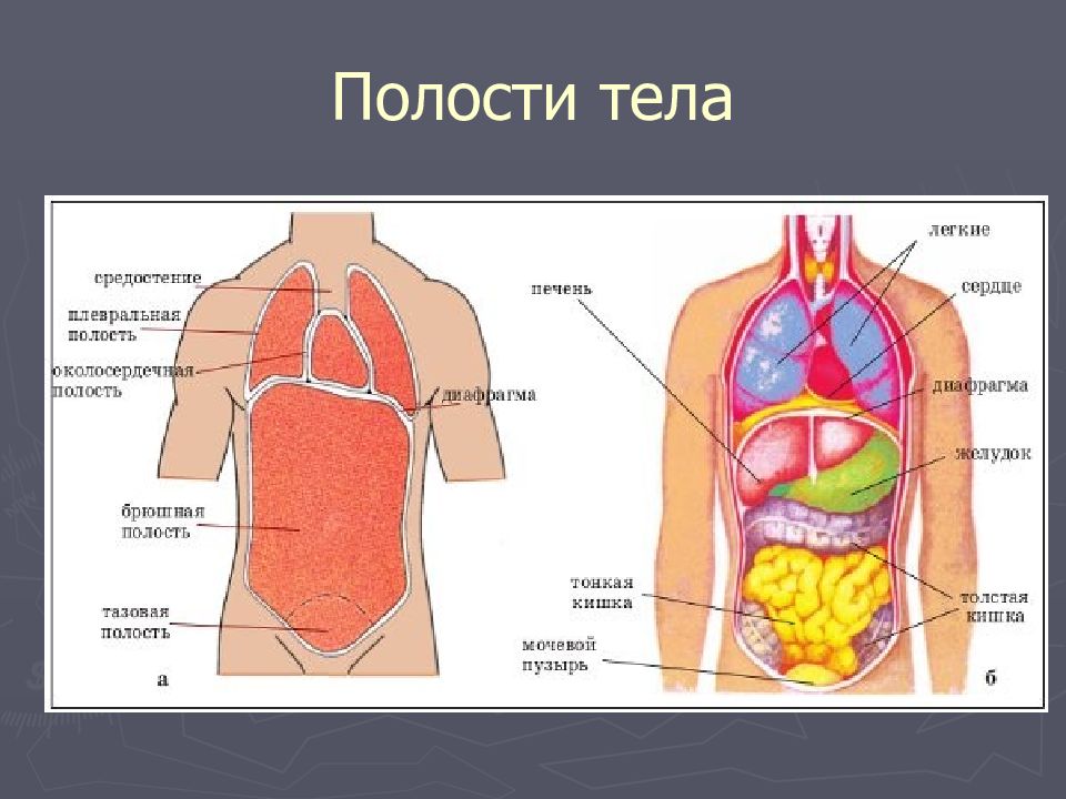 Анатомия человека 1. Органы полости тела человека. Внутренние органы человека спереди. Схема тела человека с органами.