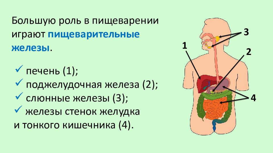 Роль печени в пищеварении презентация