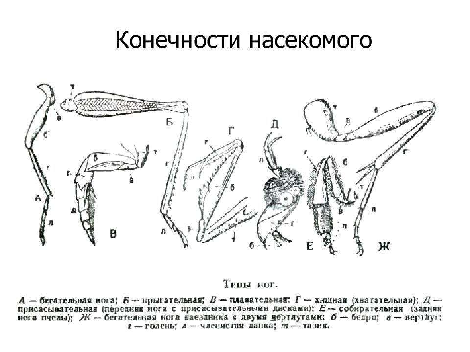 В каких средах по вашему мнению обитают насекомые ножки которых изображены на рисунке