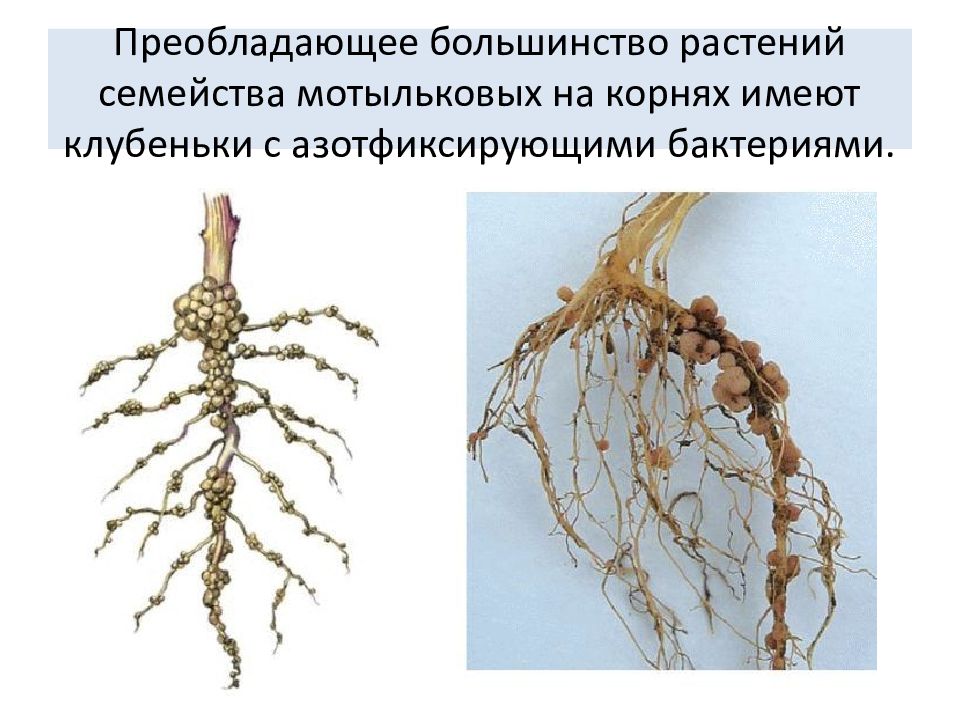 Азотфиксирующие бактерии и корни растений