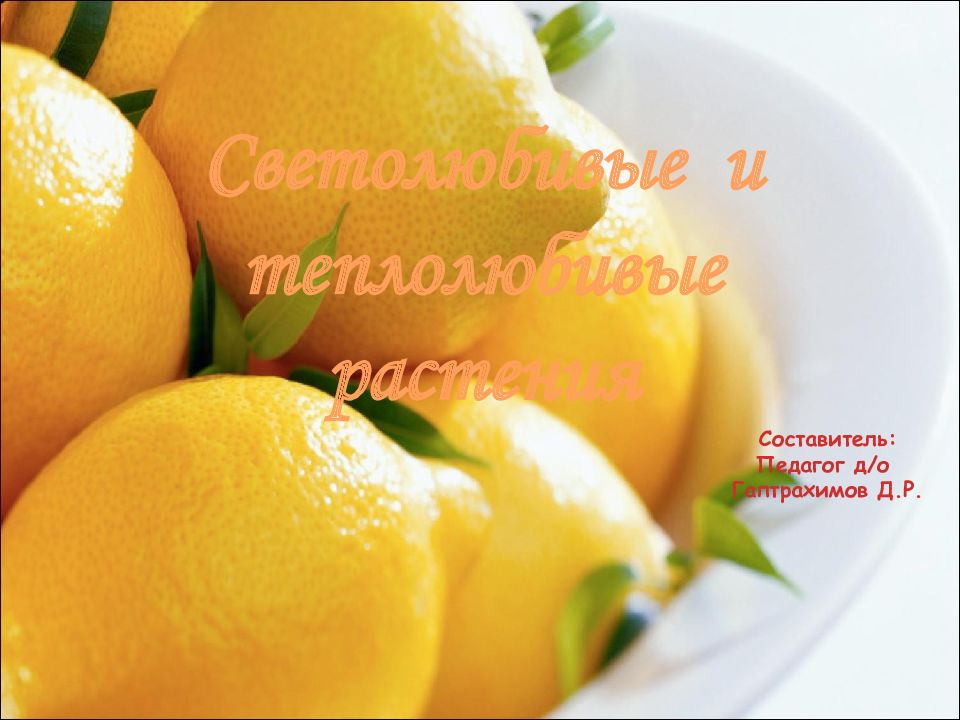 Светолюбивые и теплолюбивые растения
