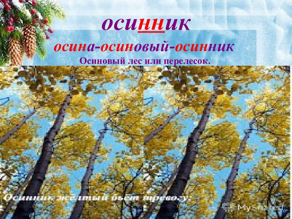 оси нн ик осин а- осин овый- осин ник Осиновый лес или перелесок.