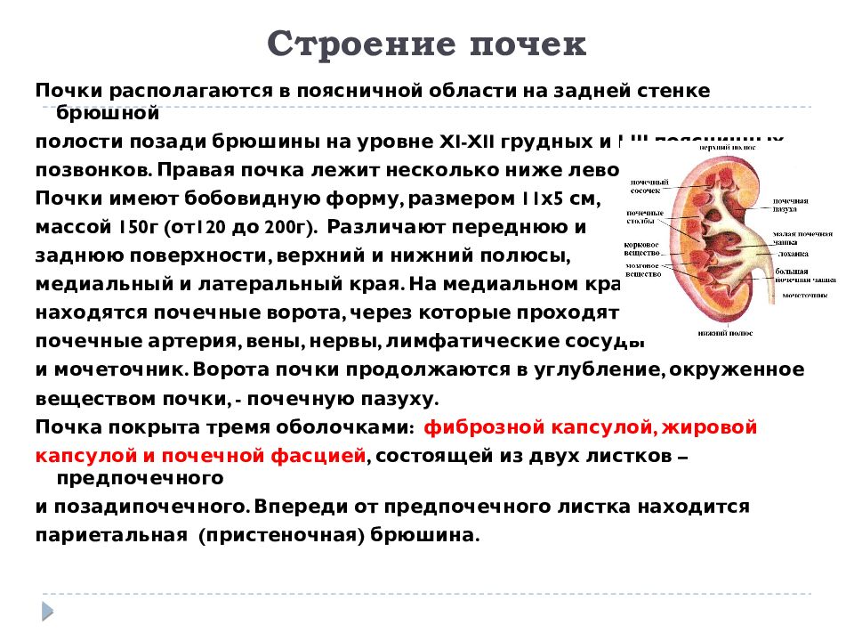 Строение работы почек. Характеристика строения почек. Характеристика почек анатомия. Почки анатомия человека кратко. Почки положение строение функции.