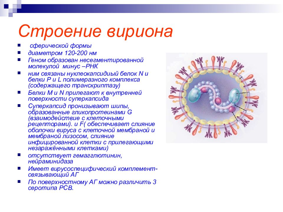 Для клинической картины респираторно синцитиальной инфекции характерно тест