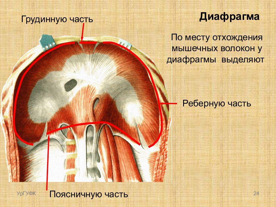 Диафрагма мышца. Части диафрагмы анатомия. Сухожильный центр диафрагмы. Левая ножка поясничной части диафрагмы. Топография диафрагмы,ножки диафрагмы.