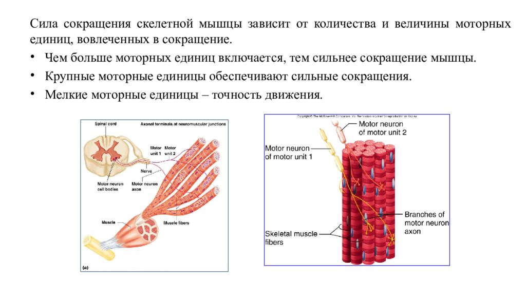 Какую функцию выполняет скелетная мускулатура. Сокращение скелетных мышц. Двигательная единица мышцы. Сила сокращений скелетных мышц зависит. Схема двигательной единицы мышцы.