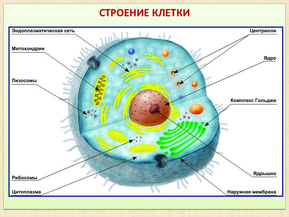 Опишите общий план строения клетки человека