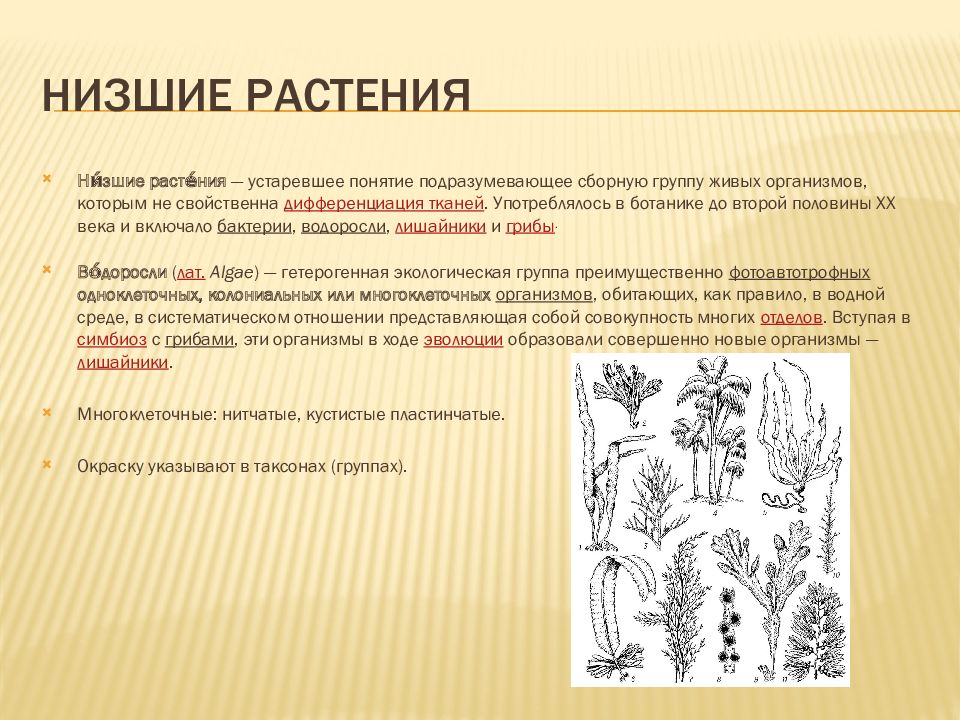 Какие признаки характерны отделу к которому относят растение изображенное на рисунке водоросли