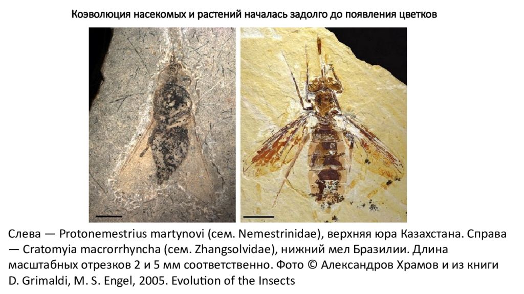 примеры коэволюции. что способствовало быстрому распространению покрытосеменных. коэволюция насекомых и растений. коэволюция насекомых и растений. коэволюция у насекомых.