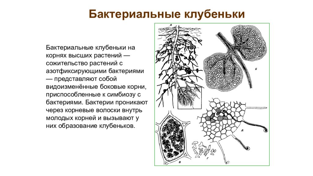 Видоизменения бобовых. Корневые клубеньки видоизменение. Бактериальные клубеньки видоизменение корня. Метаморфозы корня растений бактериальные клубеньки.