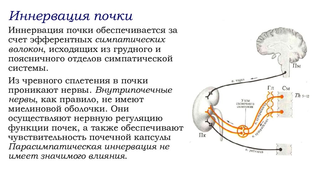 Анатомо физиологические особенности мочевыделительной системы у детей презентация