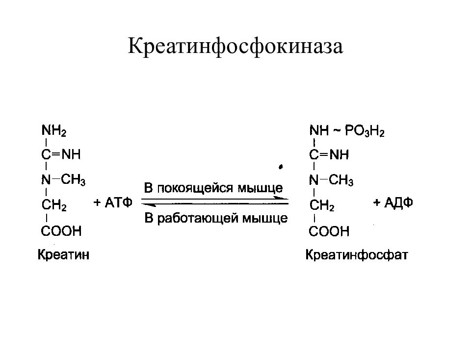 Креатинфосфат в мышцах. Креатинкиназа катализирует реакцию. Креатинкиназа реакция биохимия. Реакция катализируемая креатинфосфокиназой. Креатинфосфокиназа строение.