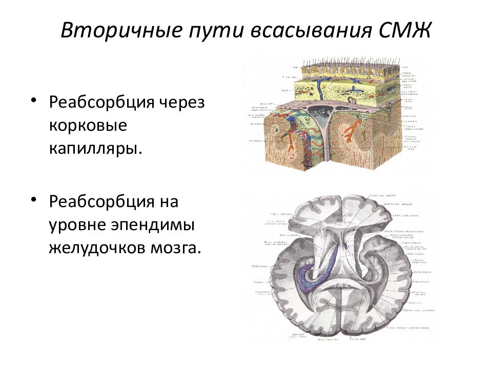 Оболочки головного и спинного мозга анатомия. Оболочки головного и спинного мозга презентация. Оболочки головного мозга презентация. Эпендима желудочков.