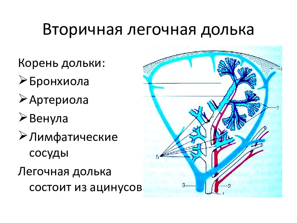 Сосудисто интерстициальный рисунок. Строение вторичной легочной дольки. Вторичная легочная долька кт. Вторичная долька легкого анатомия. Первичная легочная долька.