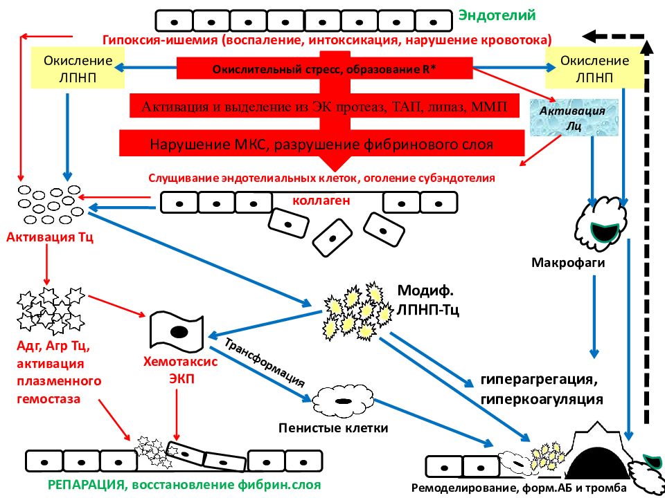 Гипоксия ишемия. Система гемостаза. Окисление ЛПНП. Гипоксия и воспаление. Система гемостаза схема.