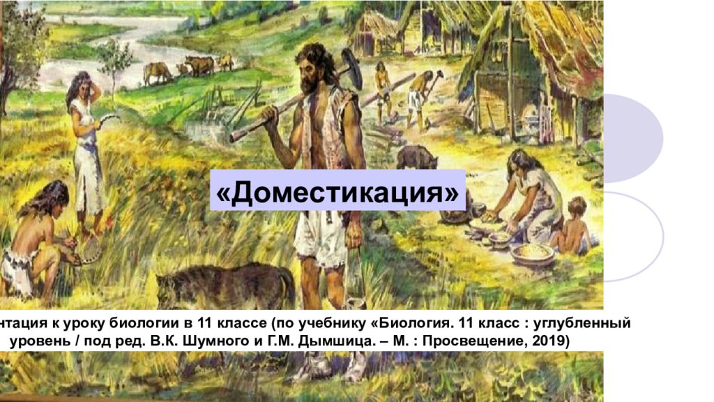 Доместикация» Презентация к уроку биологии в 11 классе (по учебнику «Биология